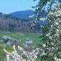 Cerisiers en fleurs à La Gasse