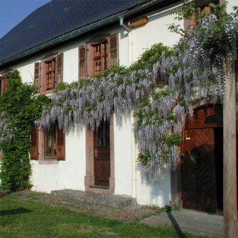 Blooming of Wisteria on the front of the house