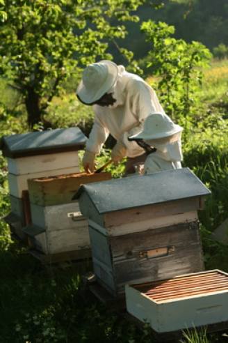 The harvest of honey at \"La Gasse\"