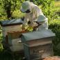 Récolte du miel à La Gasse