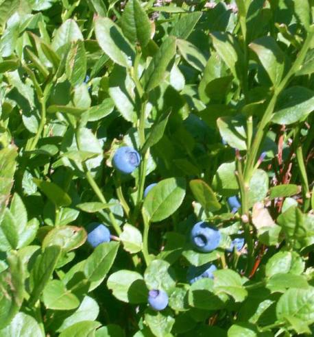Blueberries in undergrowth from the surroundings to the \"crêtes\"